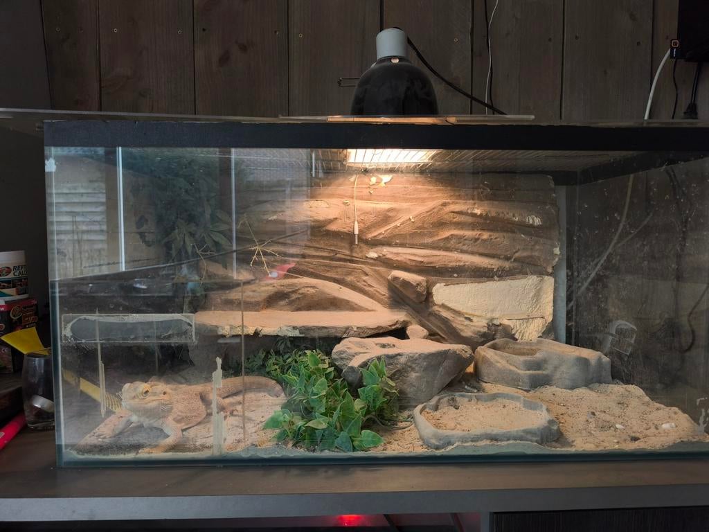 Baardagaam M  met terrarium, Dieren en Toebehoren