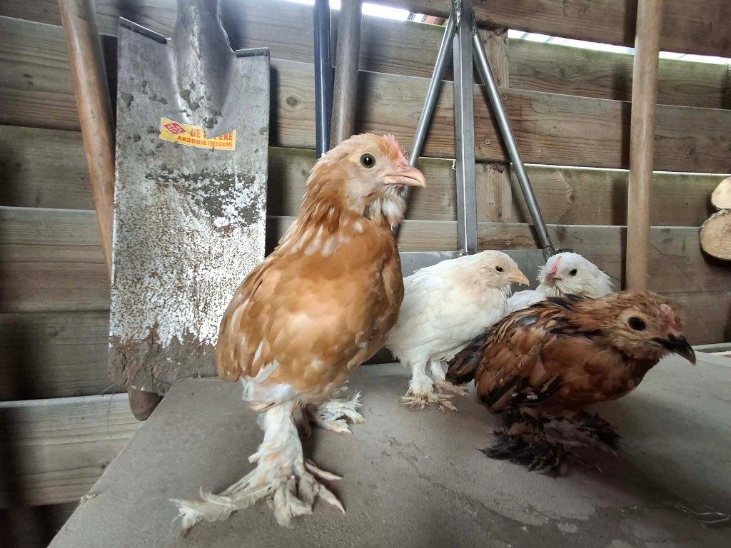 ukkelse baardkriel, Dieren en Toebehoren, Pluimvee