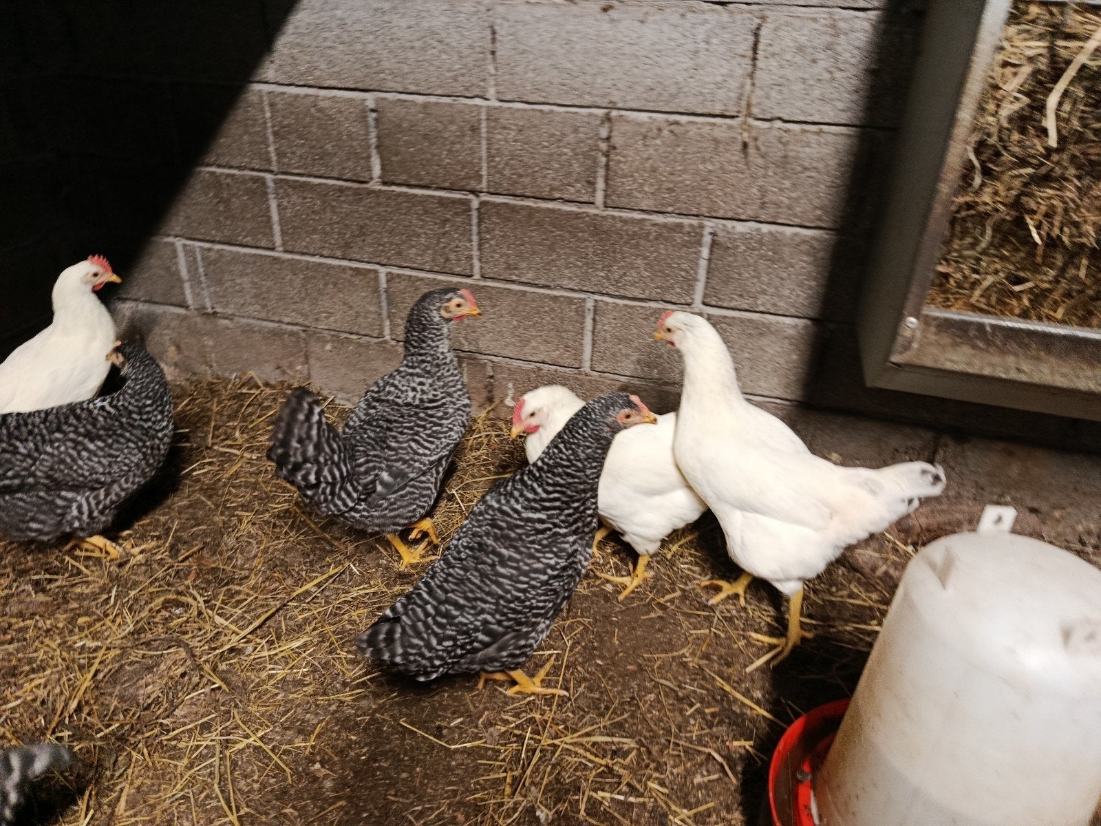 7 jonge legkippen promo !!, Dieren en Toebehoren, Pluimvee, Kip