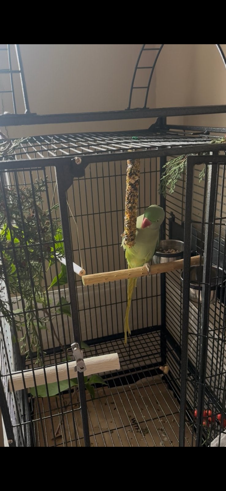 Vogelkooi, Dieren en Toebehoren, Ophalen of Verzenden, Zo goed als nieuw, Hout, Vogelkooi