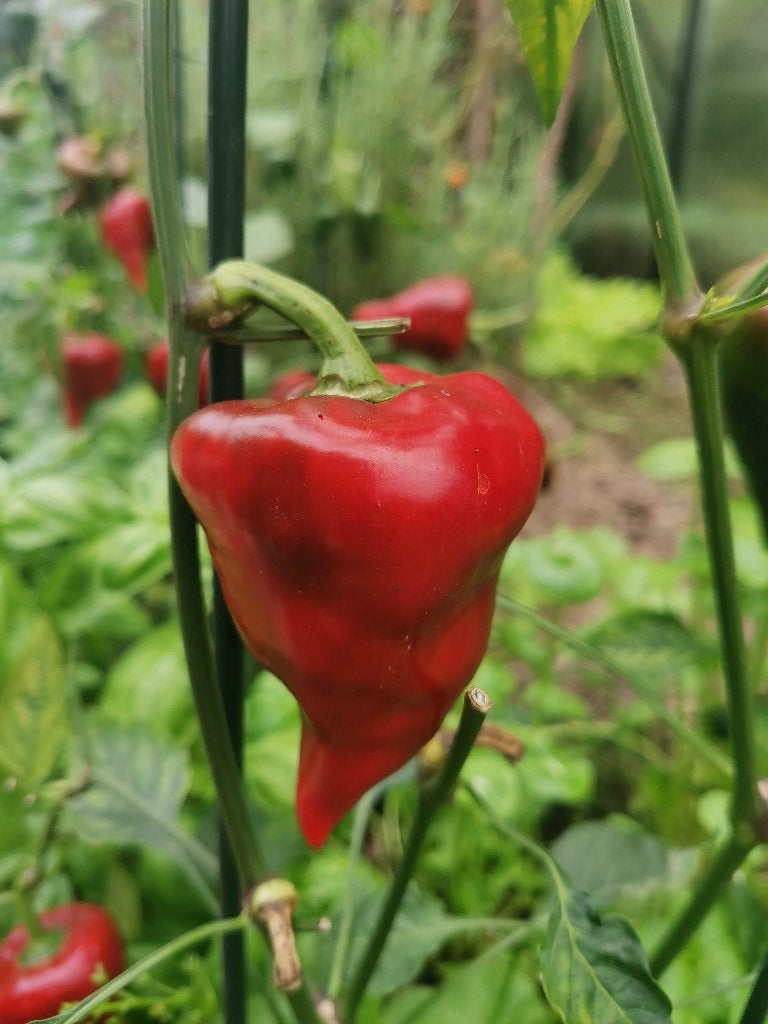 5 zaden grappig gevormde kaboutermuts paprika, Tuin en Terras, Verzenden, Voorjaar, Volle zon, Zaad