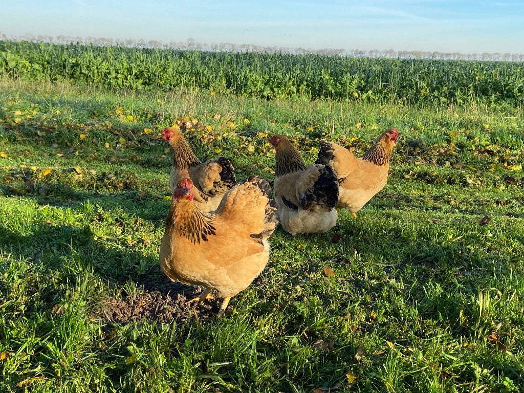 Jonge tamme Wyandotte kriel buff Columbia gesekst en ingeënt, Dieren en Toebehoren, Pluimvee, Kip
