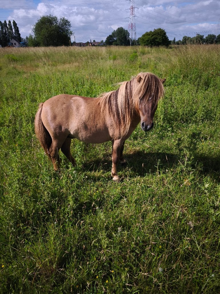 Kleine ponytjes, Poney de récréation, Poney A (jusqu'à 1.17 m), Étalon, 0 à 2 ans