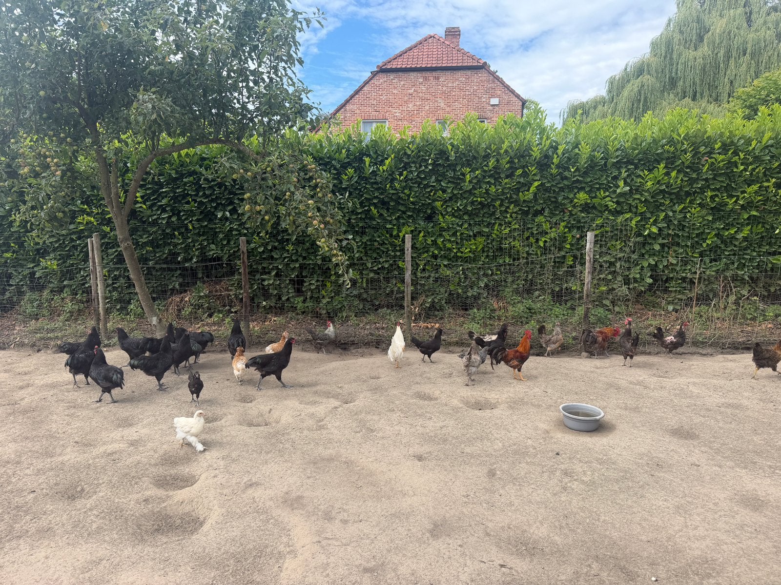 Kippen/hanen, Dieren en Toebehoren, Pluimvee, Meerdere dieren, Kip
