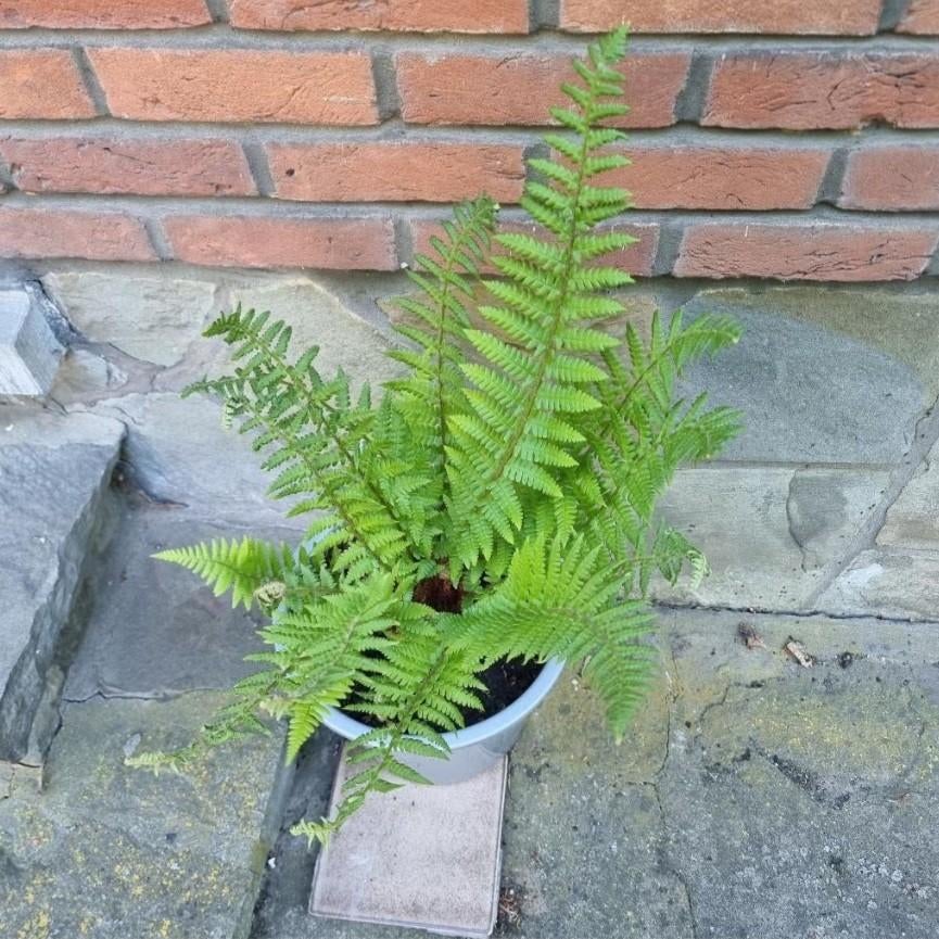 Grote meerjarige tuinplant Varen, Eigen kweek, Tuin en Terras, Planten | Tuinplanten, Ophalen of Verzenden, Vaste plant, Varens