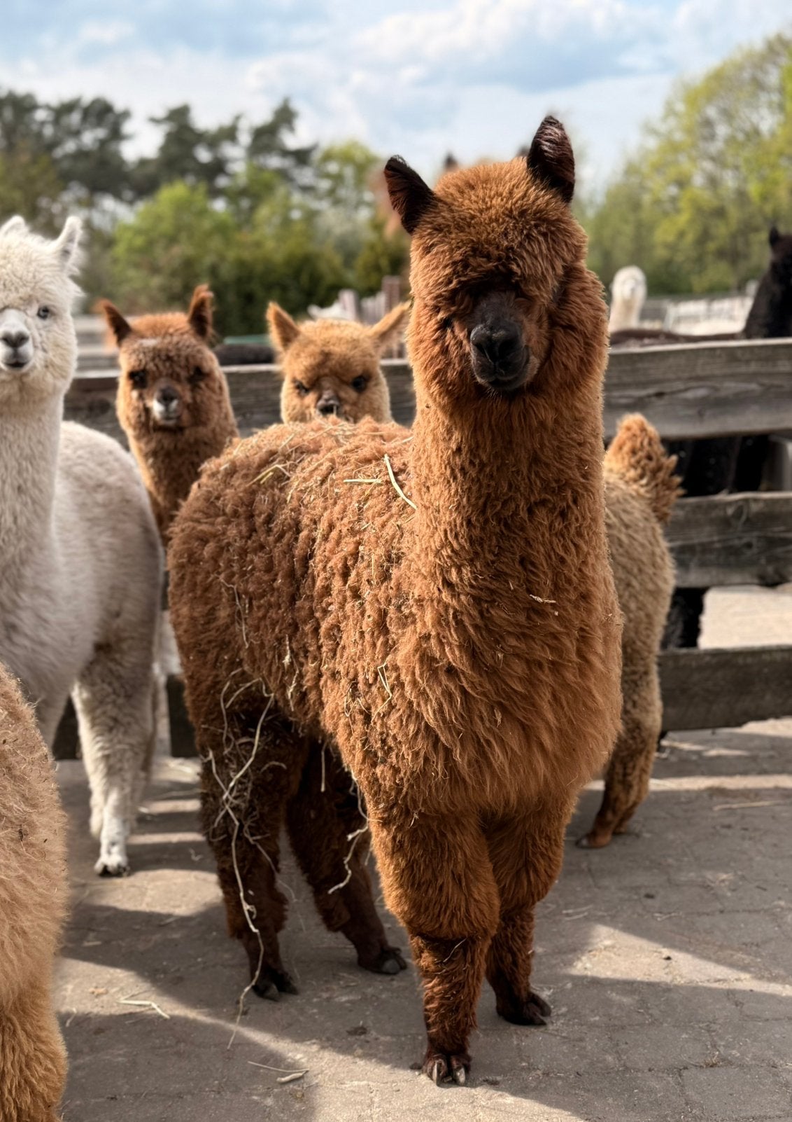 Alpaca merries en hengstjes, Juin, Plusieurs animaux