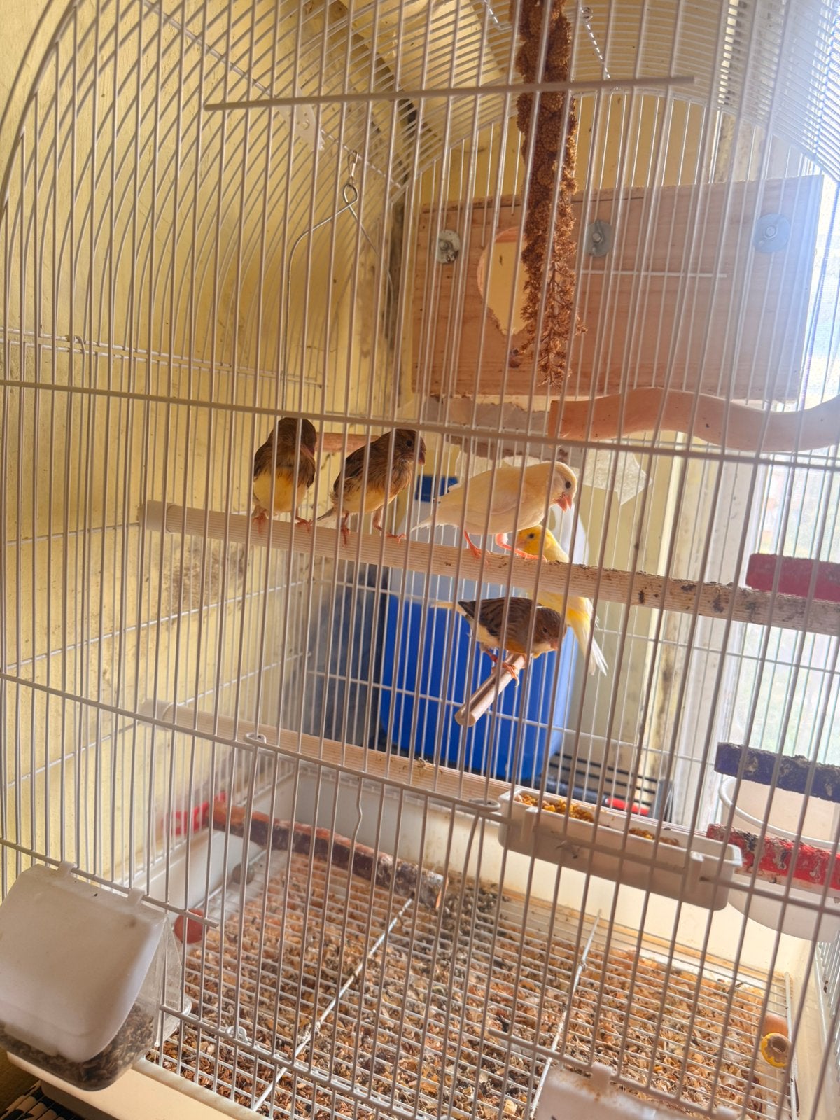 Tres bon canari que chante bien Lot avec ses bebe, Animaux & Accessoires, Plusieurs animaux, Canari de couleur