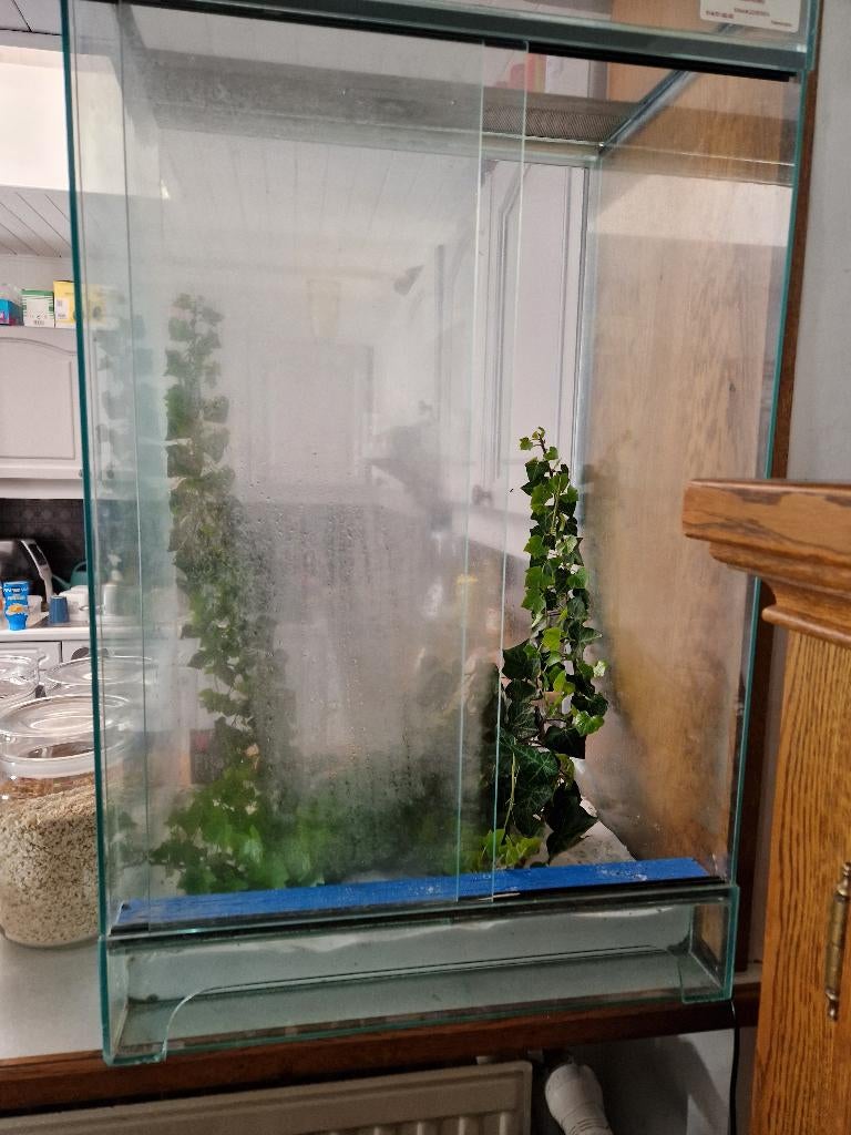 Terrarium wandelende takken, Dieren en Toebehoren, Wandelende tak