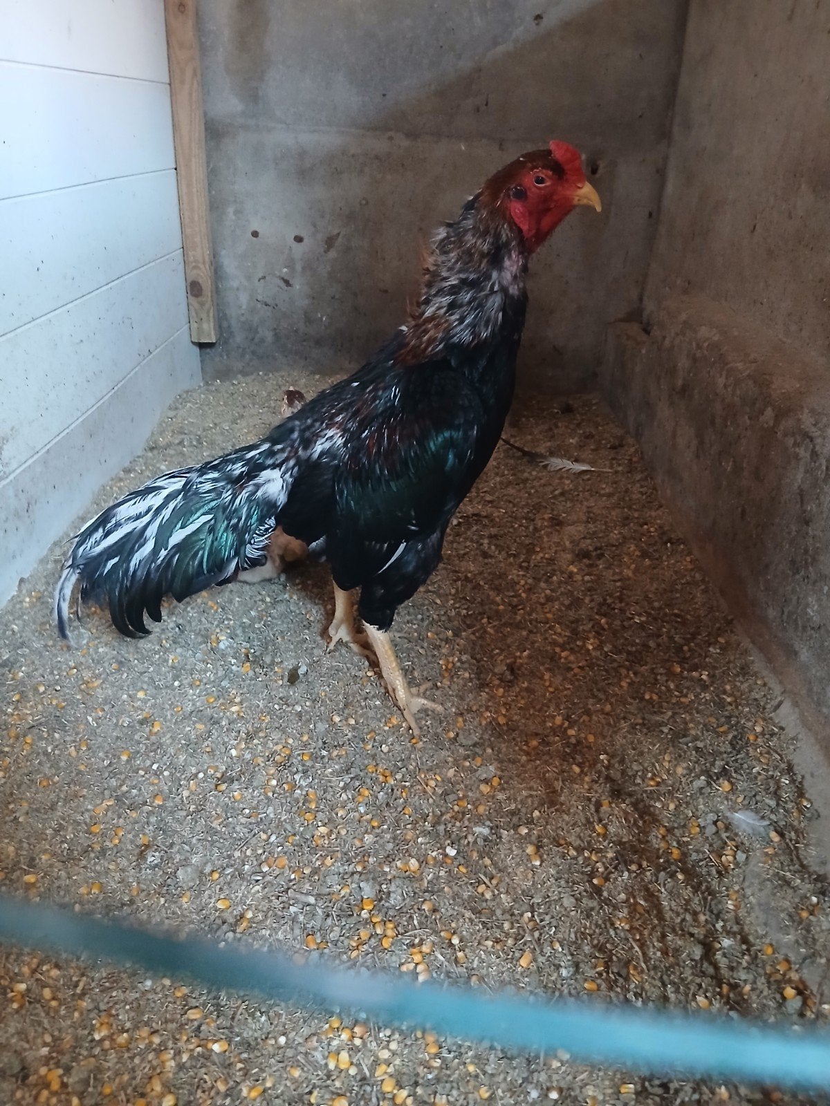 Shampooing Mix Cock