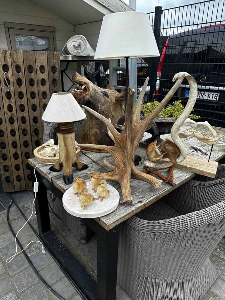 Te koop opgezette dieren, Ophalen