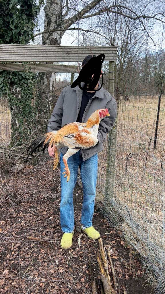 Shamo haan MOET DRINGEND WEG, Mâle, Poule ou poulet