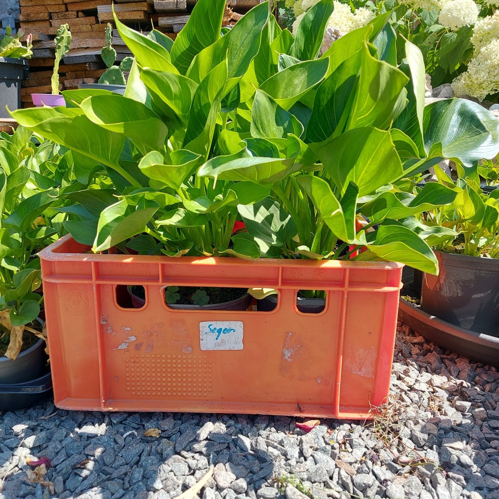 Arum, Enlèvement