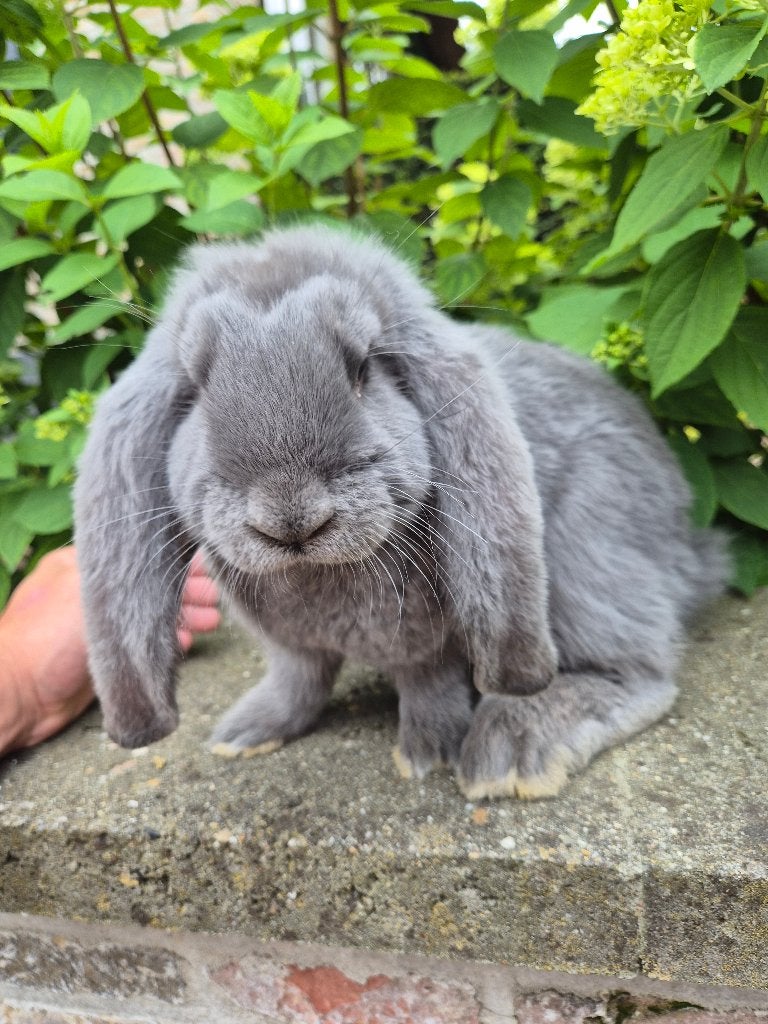 Franse hangoor blauw, Plusieurs animaux, Grand, Oreilles tombantes, 0 à 2 ans