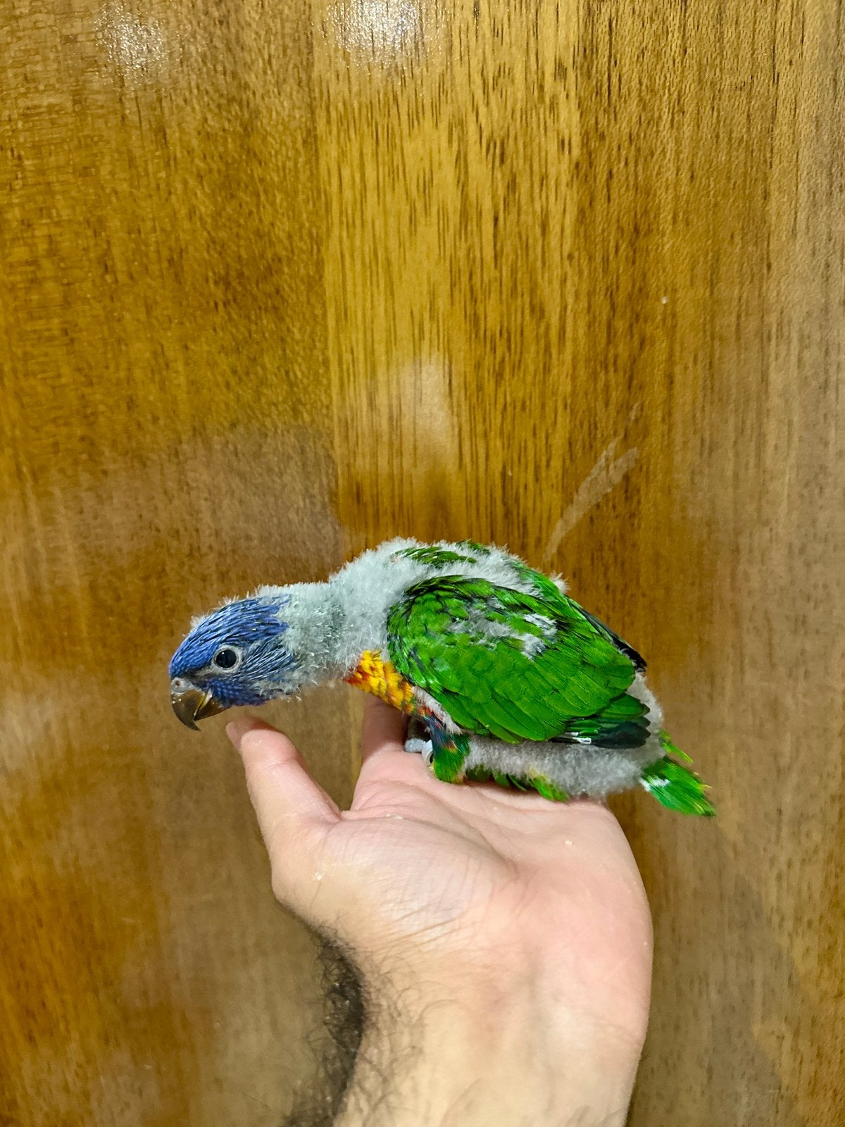A vendre – Bébé Loriquet de Blue Mountain EAM, Animaux & Accessoires, Bagué