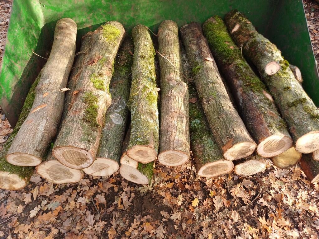 Eiken stammen voor paddenstoelenkweek, Ophalen