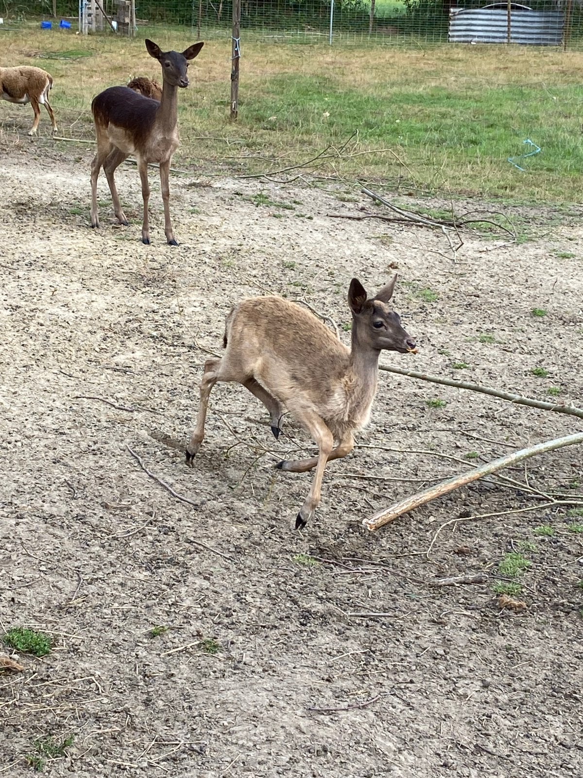 Damhert hinde kalf zwart, Dieren en Toebehoren, Overige Dieren, Mei, Vrouwelijk