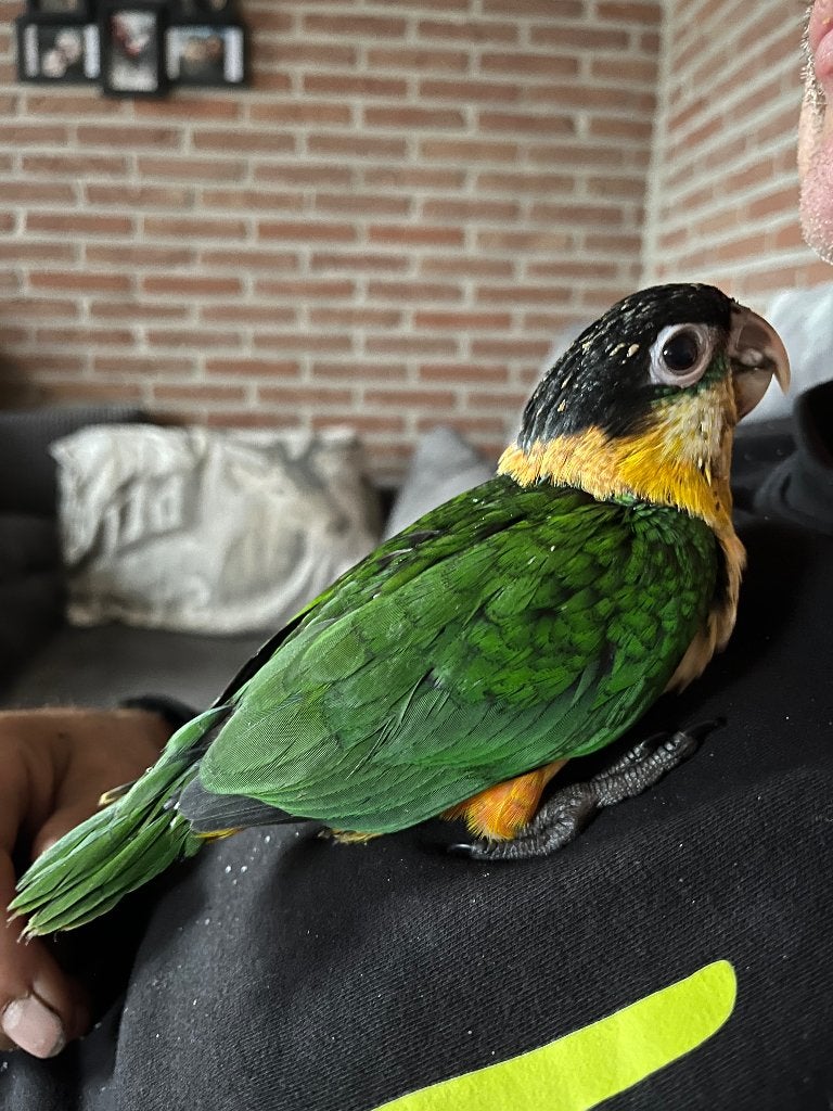 Tamme zwartkop caique super lief, Sexe inconnu, Perroquet, Domestique