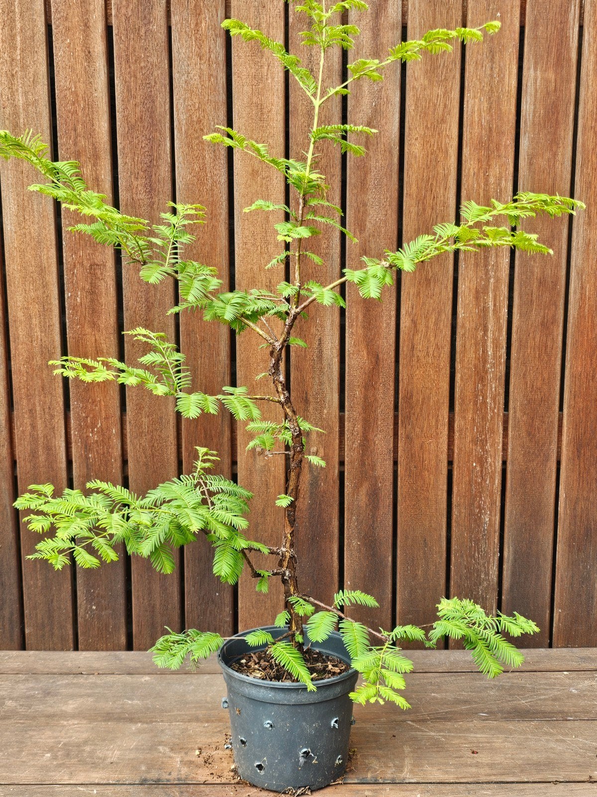 Mooie gezonde Down Redwood goed voor bonsai of tuin, Tuin en Terras, Planten | Bomen, Ophalen