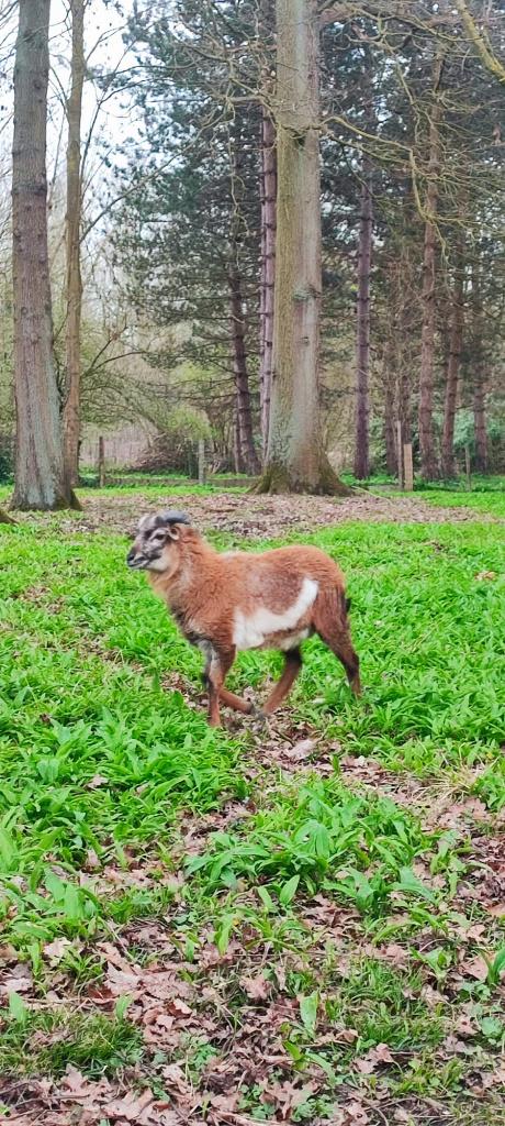 Kameroen Schaapjes, Dieren en Toebehoren, Schapen, Geiten en Varkens