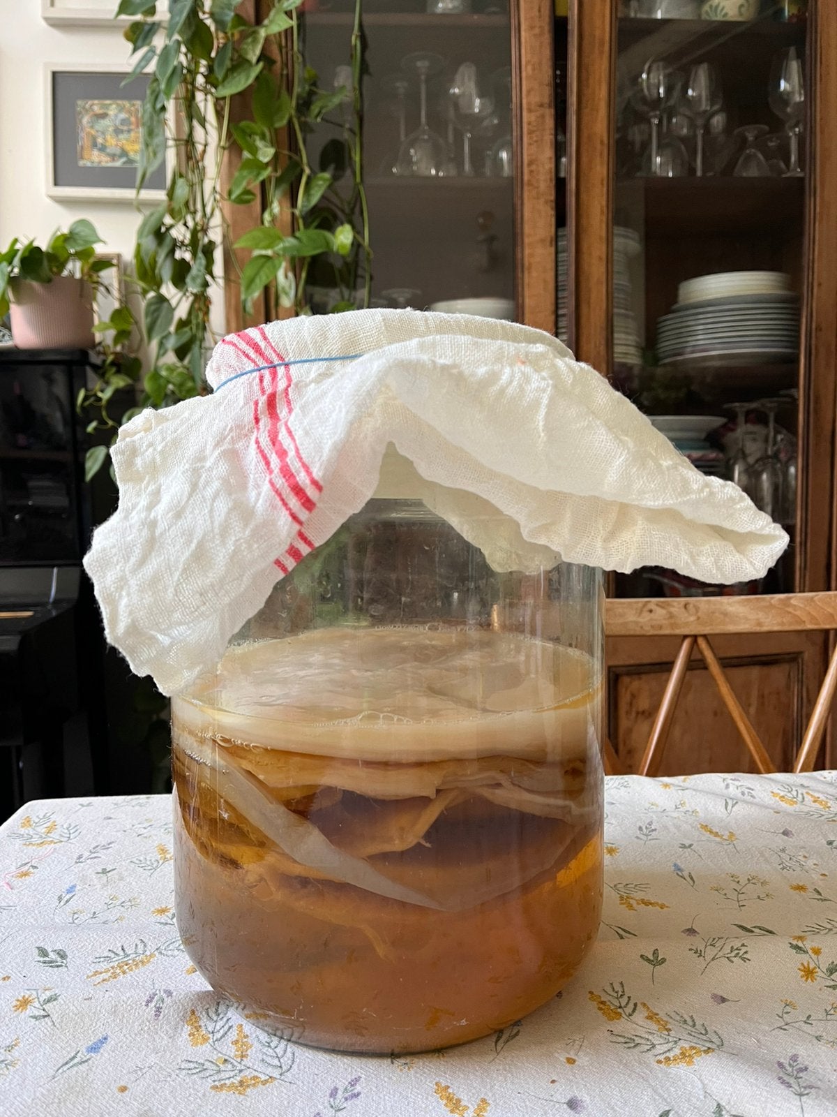Scoby om kombucha te maken, Enlèvement