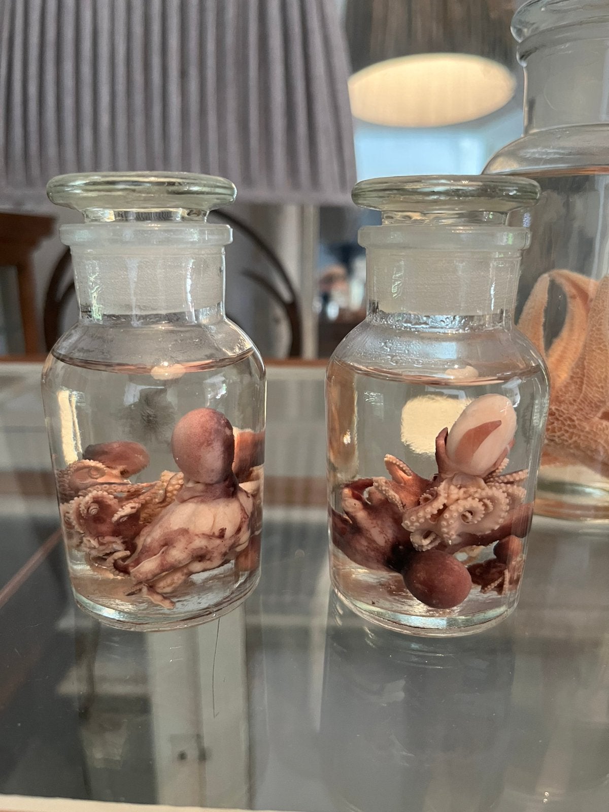 TAXIDERMIE FORMOL PREPARATEN CURIOSITEIT, Verzamelen, Ophalen, Nieuw, Overige typen
