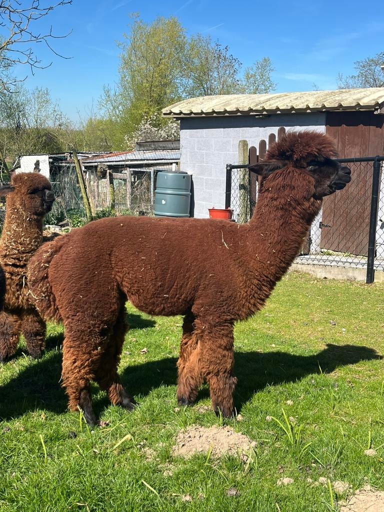 Jonge dekhengst, Dieren en Toebehoren, Juni, Mannelijk