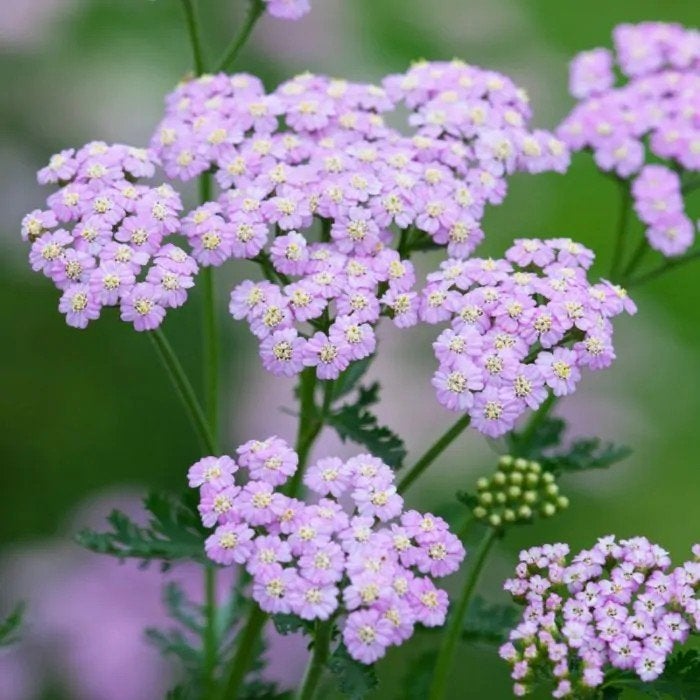 Achillea Lilac Beauty, Ophalen