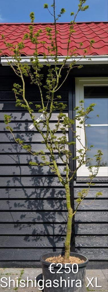 Acer palmatum Shishigashira Japanse esdoorn, Enlèvement
