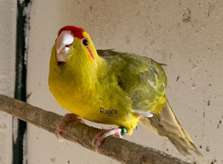 Kakariki, Plusieurs animaux, Perruche, Bagué