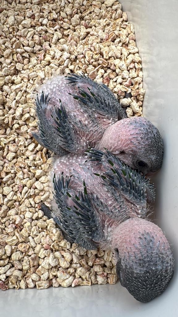 Tamme zwartkop caiques, Dieren en Toebehoren, Vogels | Parkieten en Papegaaien, Papegaai, Pratend