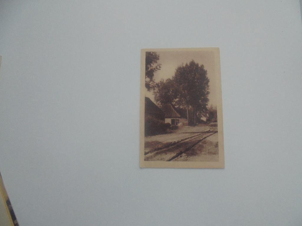 kasterlee-un chemin dans le campine anversoise, Verzamelen, Postkaarten | België, Verzenden, 1940 tot 1960, Ongelopen, Antwerpen