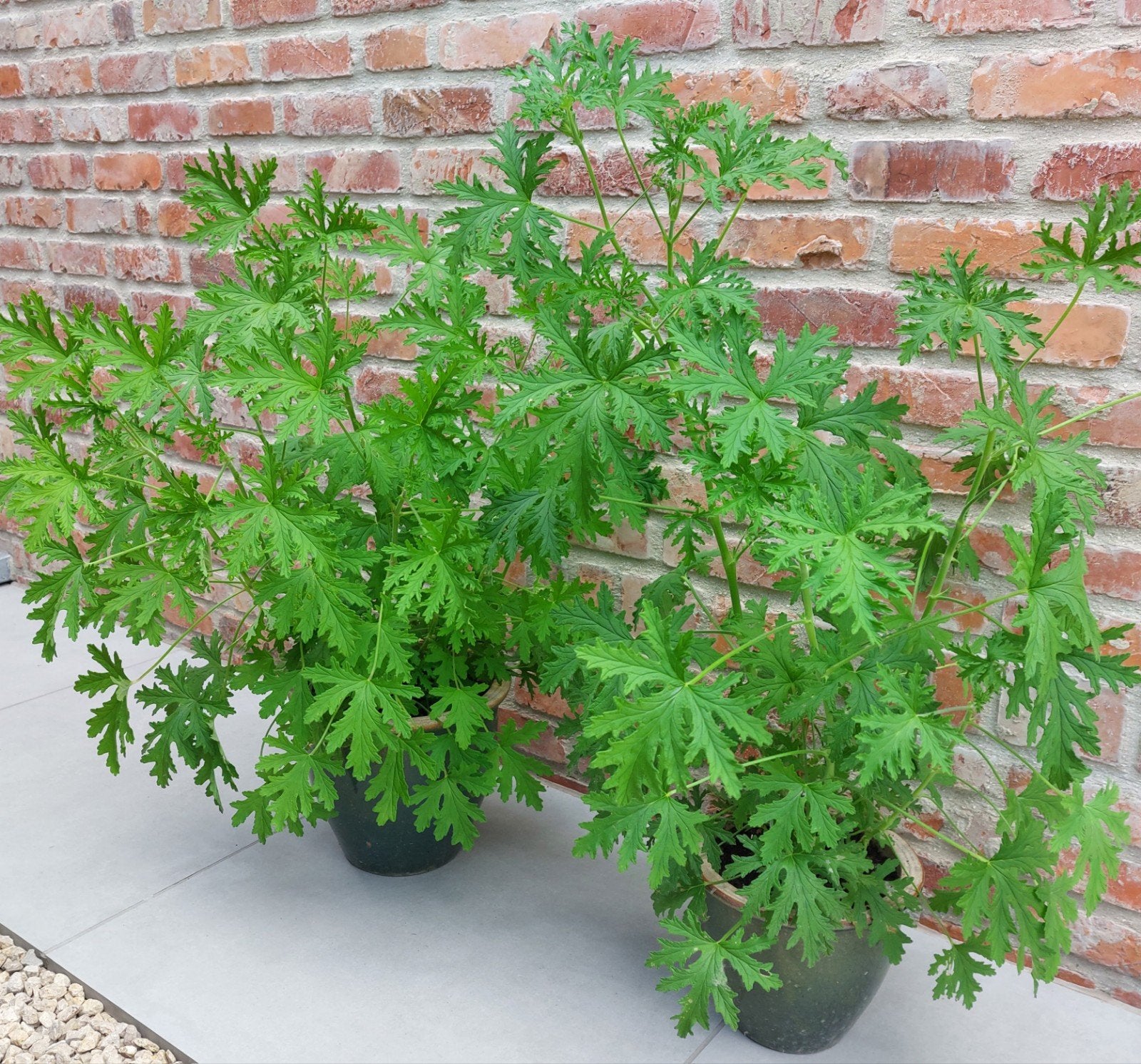Géranium citronné, Enlèvement