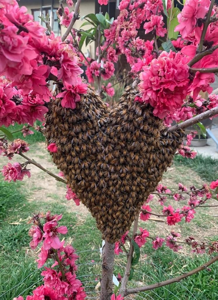 Retrait gratuit dem essaim d abeilles