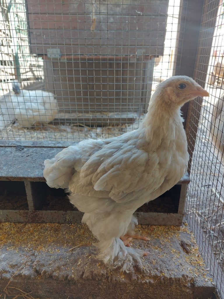 Poussins brahma,soie dspo, Enlèvement, Neuf, Autres types