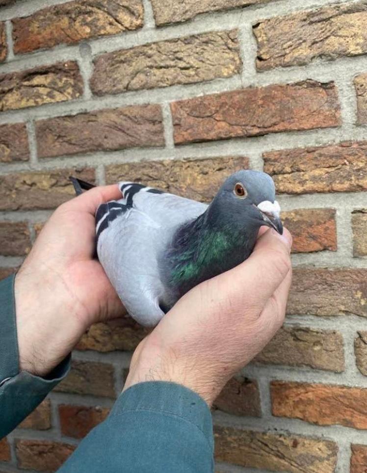 Van Der Wegen avant 2025, Animaux & Accessoires, Oiseaux | Pigeons