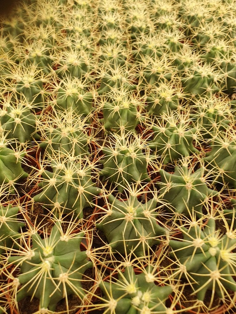 Entstam voor cactussen: Ferocactus glaucescens, Ophalen of Verzenden, Cactus, In pot, Volle zon