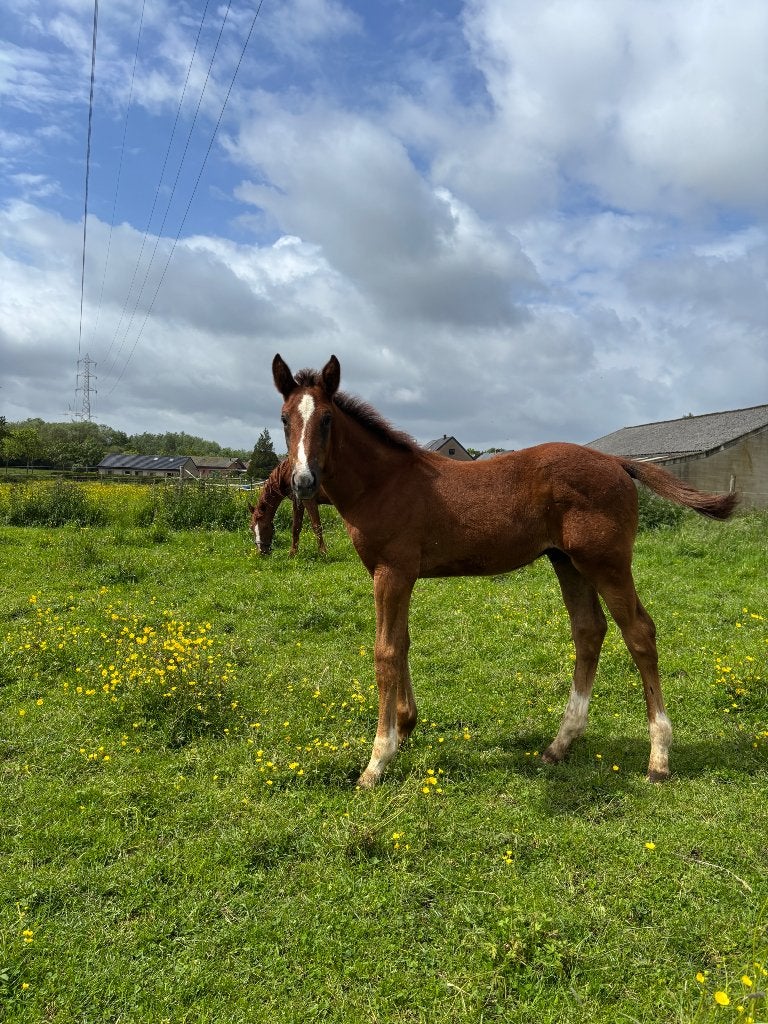 Top hengsten veulen te koop, Met stamboom, Springpaard, 0 tot 2 jaar, Hengst