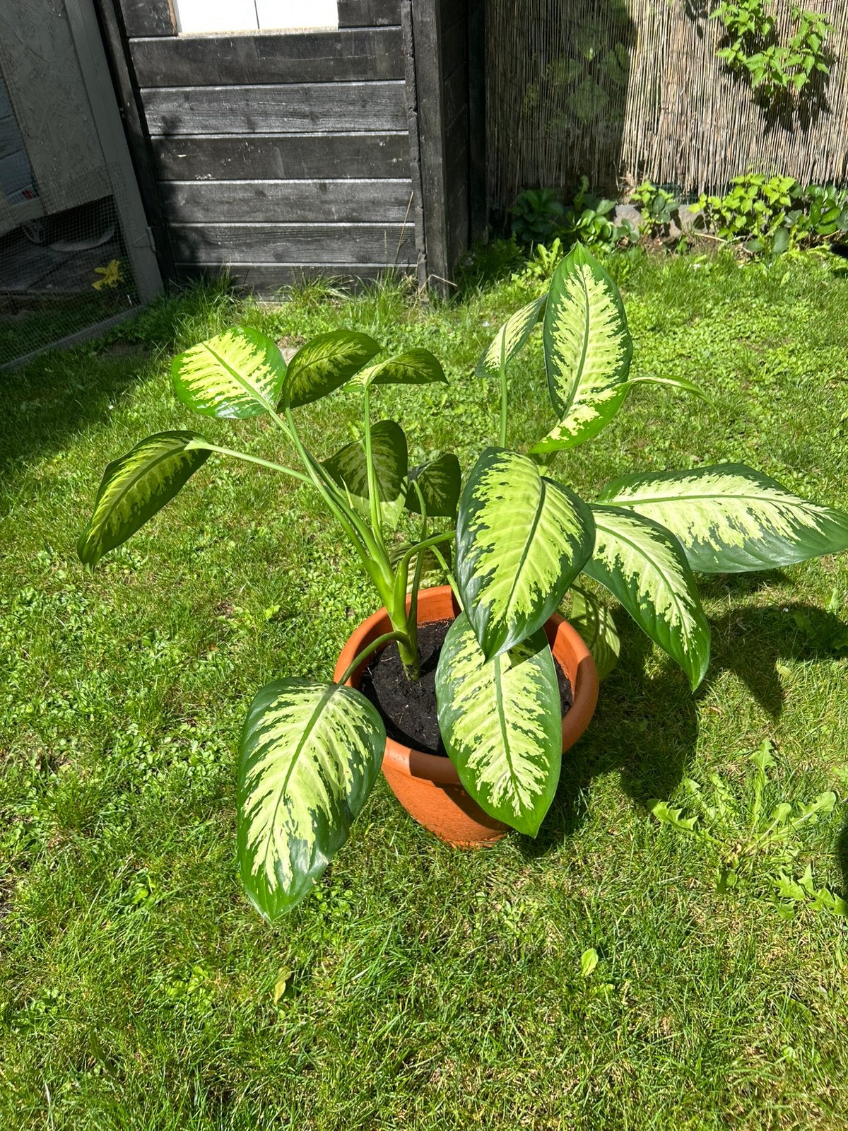 Magnifique Dieffenbachia en parfaite santé  + pot inclus, Jardin & Terrasse, Plantes | Jardin, Autres espèces, Ne fleurit pas