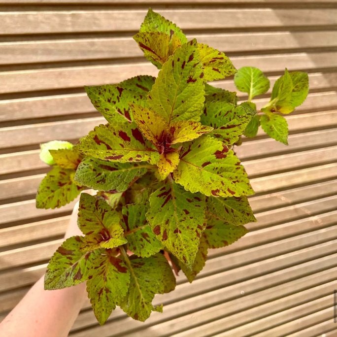 Coleus / siernetel, Enlèvement ou Envoi