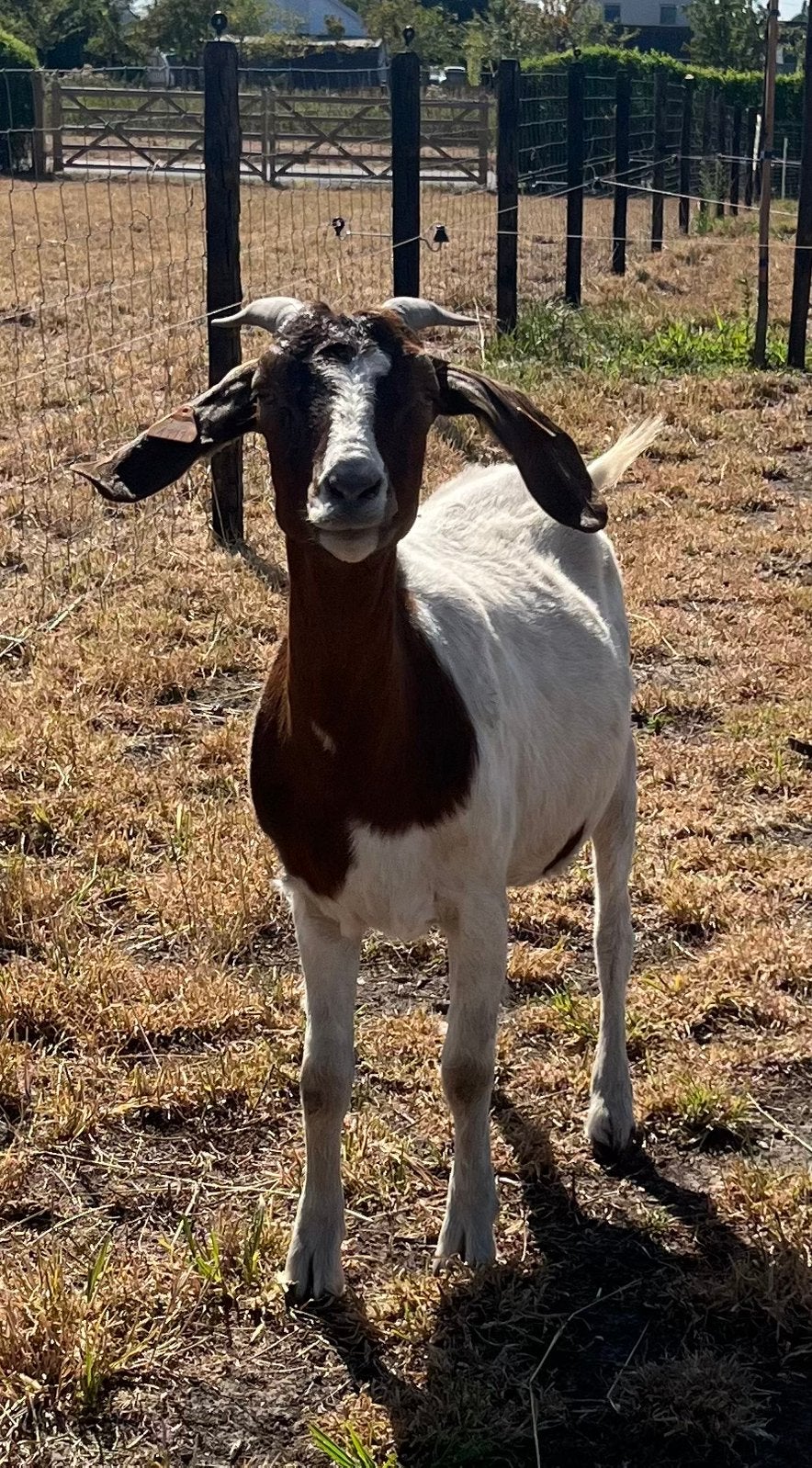 2 Miekes, Dieren en Toebehoren, Schapen, Geiten en Varkens, Vrouwelijk, Geit, 0 tot 2 jaar