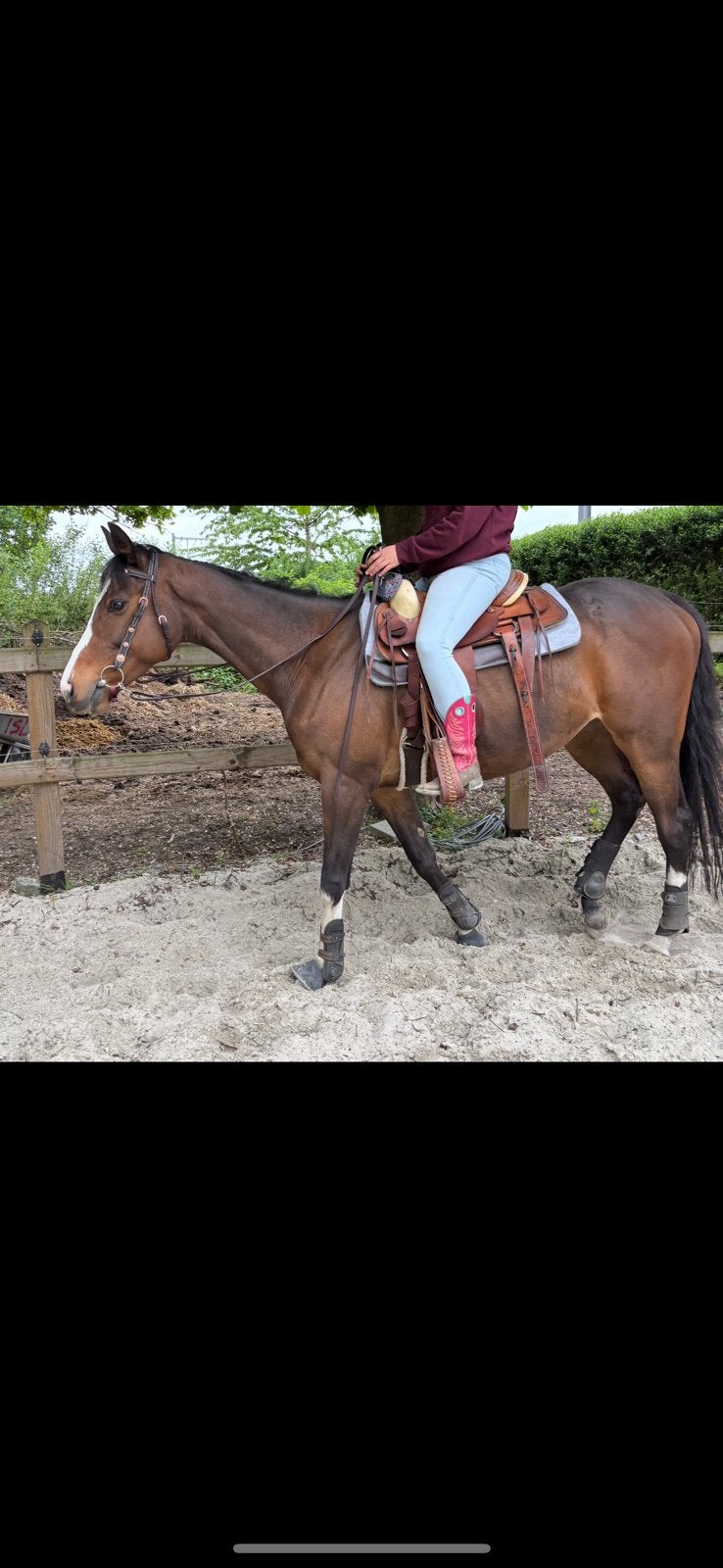 Fijn allround paard voor recreatie of sport, Dieren en Toebehoren, Paarden, Met stamboom, Ruin, M, 3 tot 6 jaar