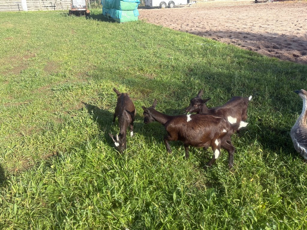 Bonte melkgeiten ( miekes), Femelle, Chèvre, 0 à 2 ans