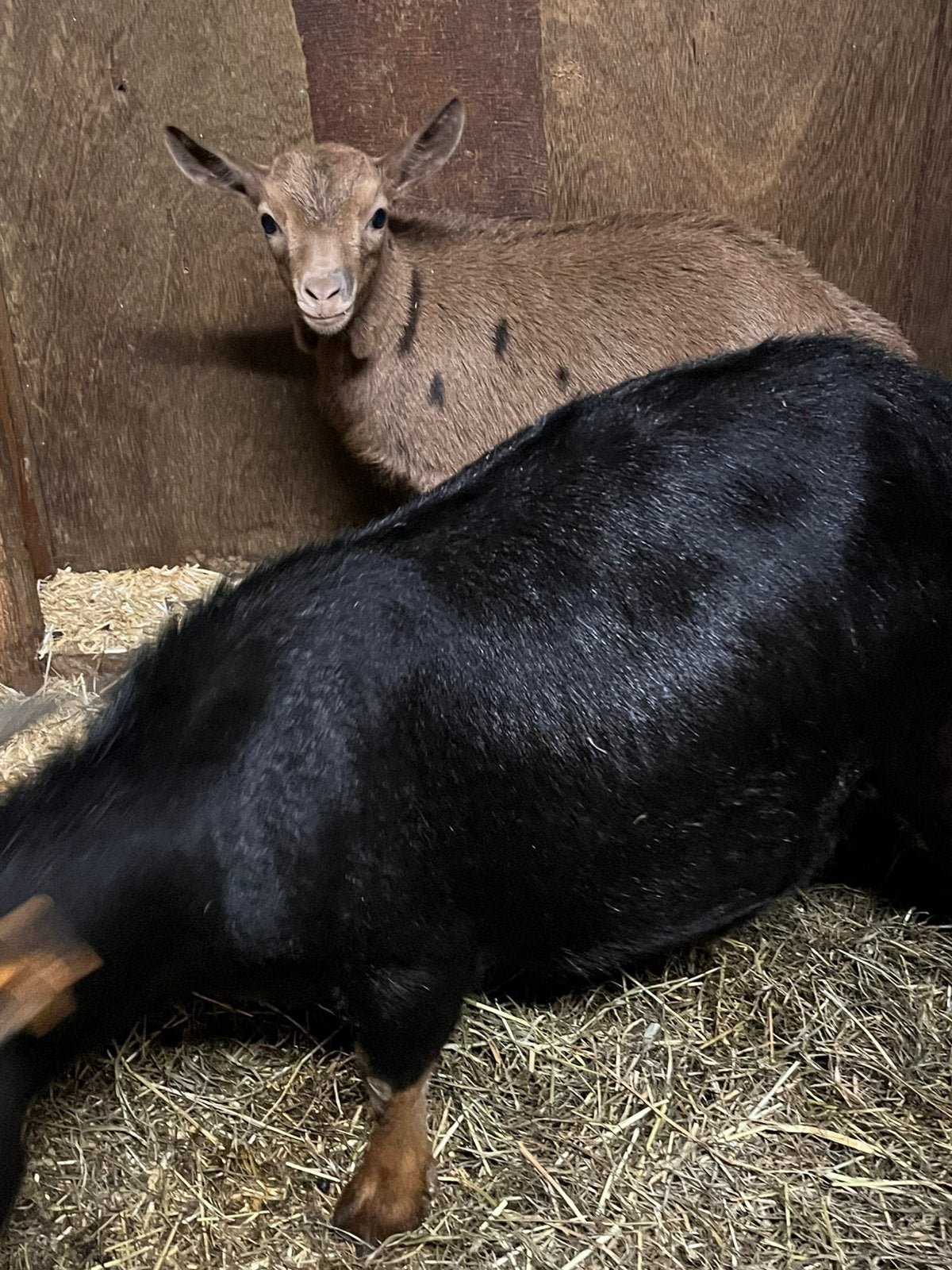 Dwerggeitjes, Dieren en Toebehoren