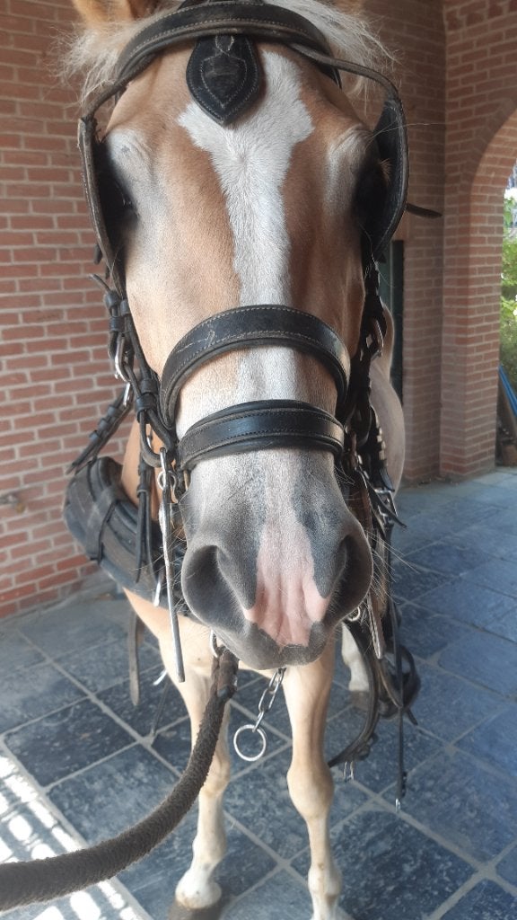 Haflinger, Dieren en Toebehoren, Paarden