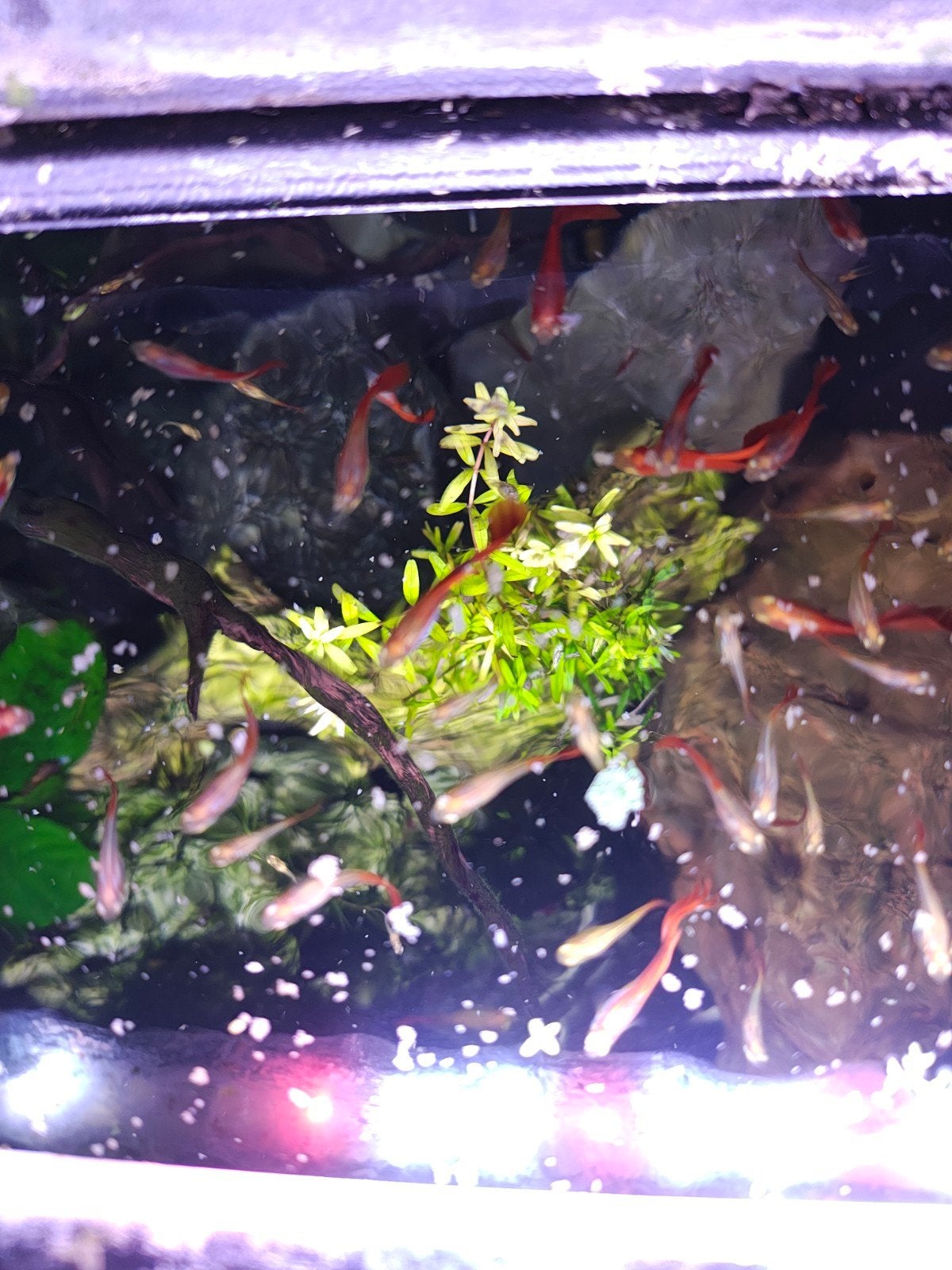 Super Red Flamingo Guppy – Raszuivere Duitse kweek