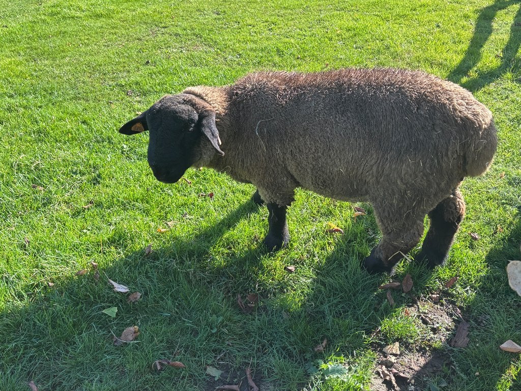 Suffolk rammen, Dieren en Toebehoren, Mannelijk, Schaap, 0 tot 2 jaar