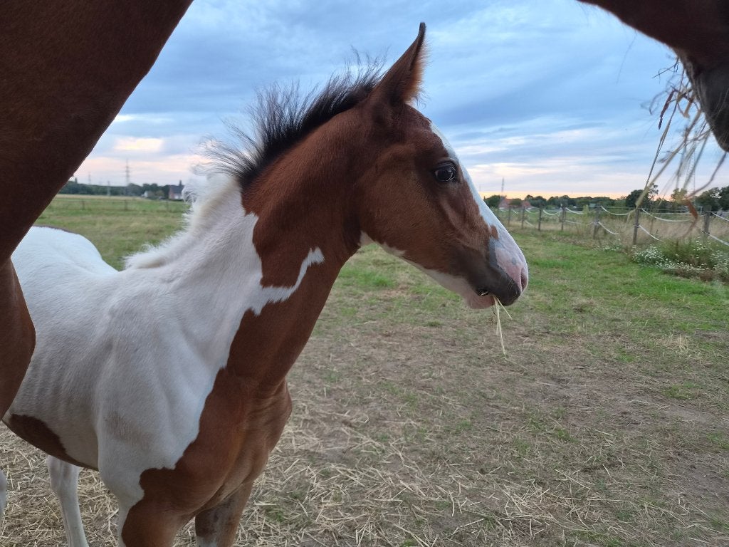 Bijzondere bonte veulens, M, Avec puce électronique, 0 à 2 ans