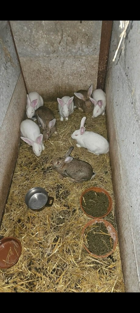 Vlees konijnen, Dieren en Toebehoren, Konijnen, Meerdere dieren, Groot, 0 tot 2 jaar