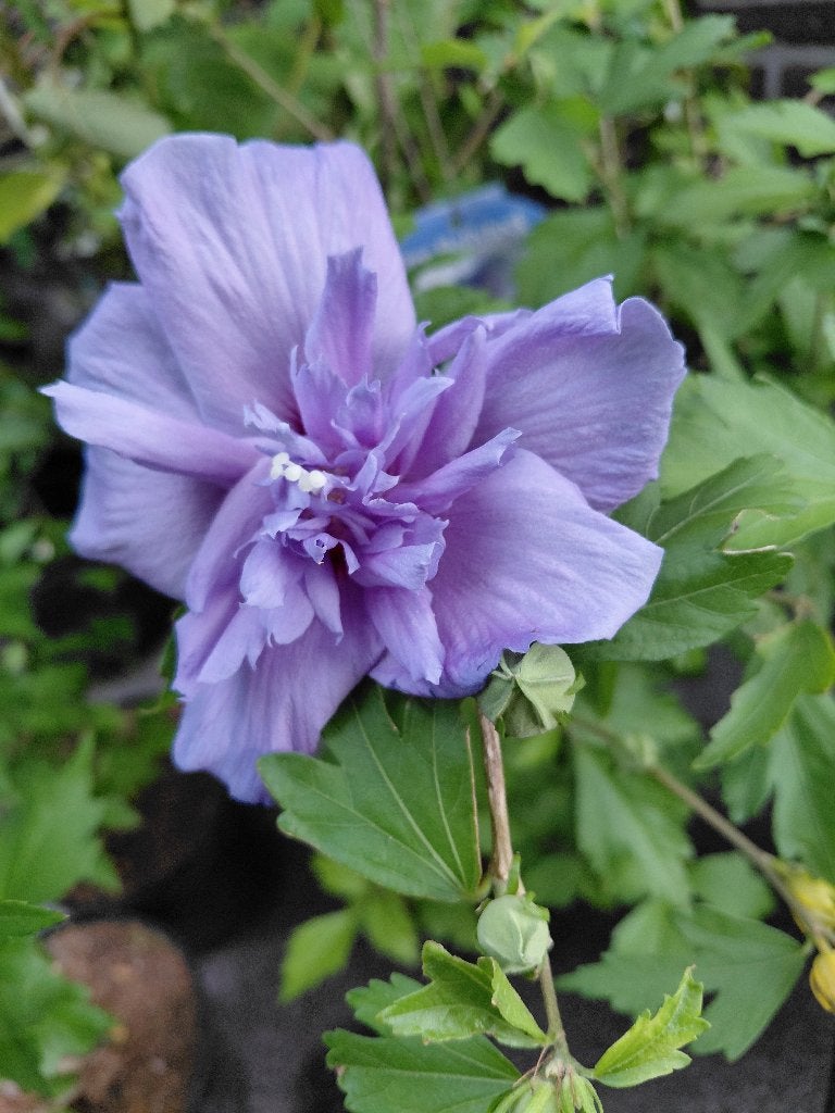 Hibiscus Chiffon Blue, Jardin & Terrasse, Enlèvement