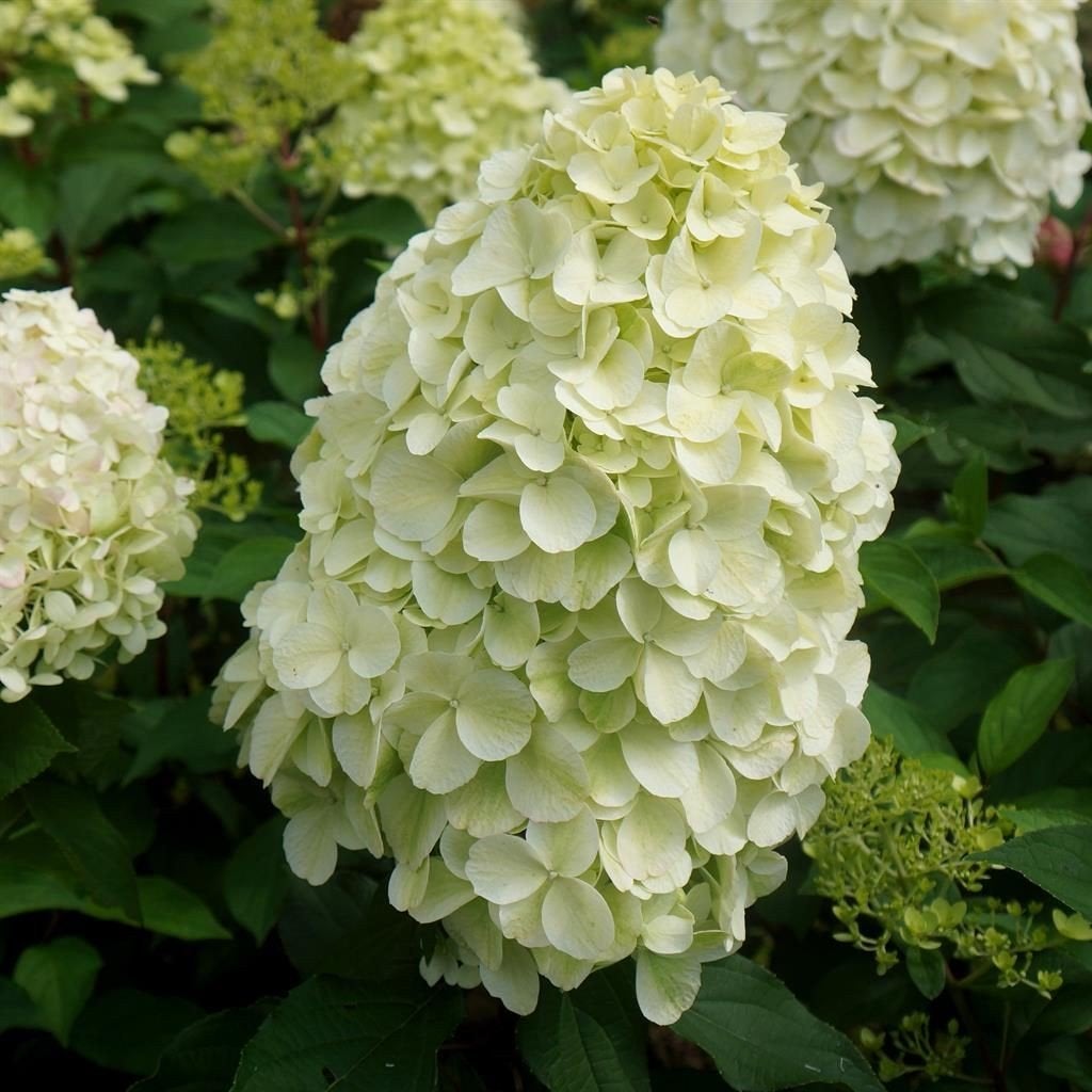 Hydrangea Limelight, Ophalen